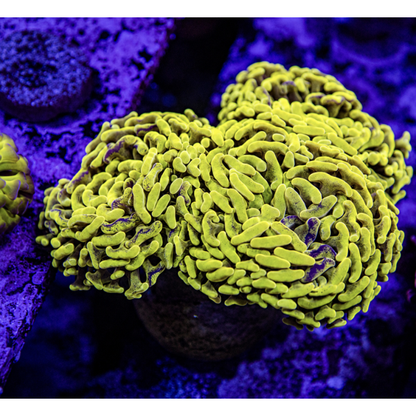 YELLOW HAMMER CORAL